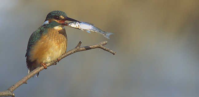 Eisvogel (Alcedo atthis) mit einem
erbeuteten Gründling