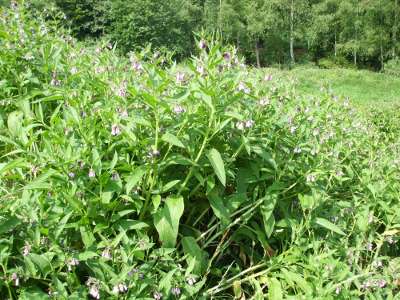 Beinwell (Symphytum officinale) 'Plantage' im Spessart