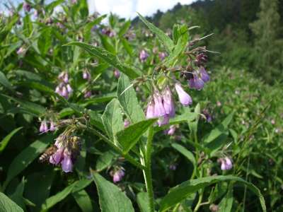 Beinwell (Symphytum officinale) 'Plantage' im Spessart