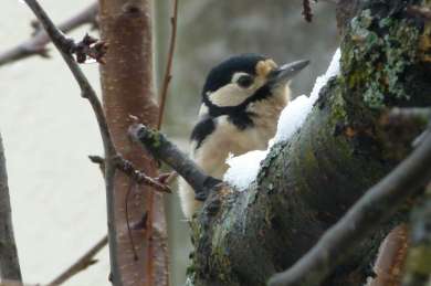 Buntspecht im Kirschbaum