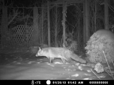 Der Gartenfuchs