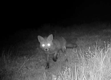 Fuchs im Stechschritt