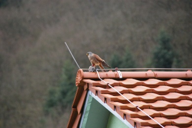 Terzel auf dem Dach