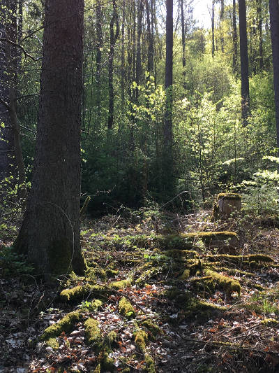 Frühling im Lohrer Stadtwald....