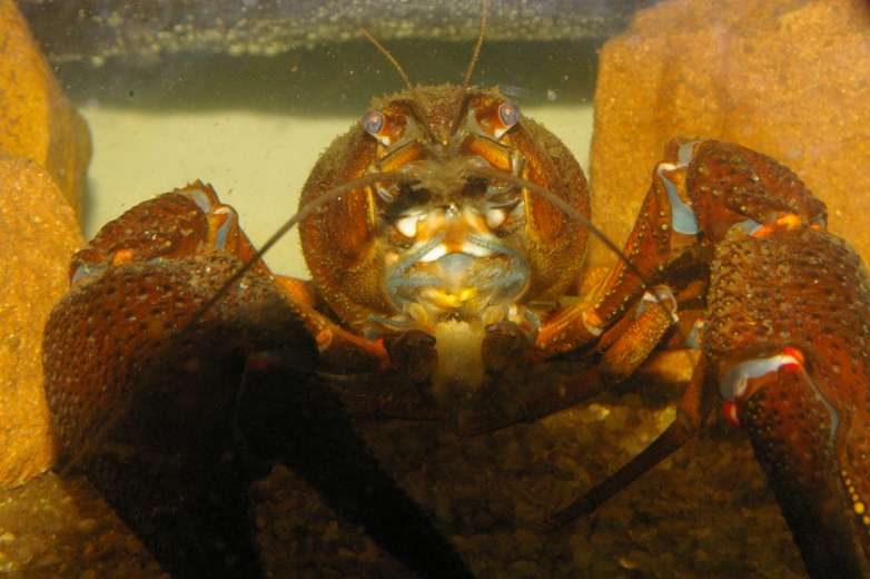 Krebsbesatz im Aquarium