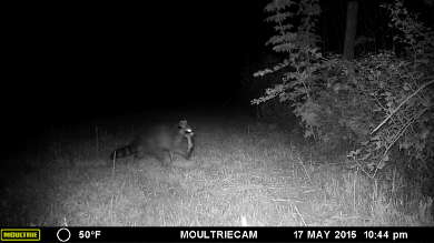 Waschbär mit erbeuteter Forelle