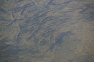 Nasen (Chondrostoma nasus) wandern über den "Lachsaufstieg " hinter dem Hotel Leiss in die Lohr zum Laichen.