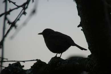 Omerscht (Alter Frammersbacher Ausdruck für Amsel) im abendlichen Gegenlicht