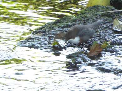 Amsel