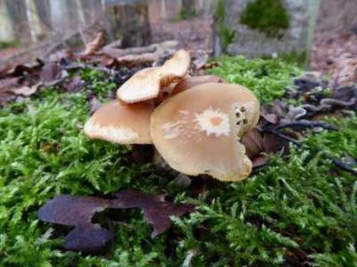 Stockschwämmchen am Buchenberg