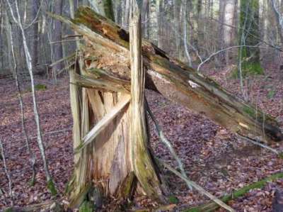 todholz im Lohrer Stadtwald