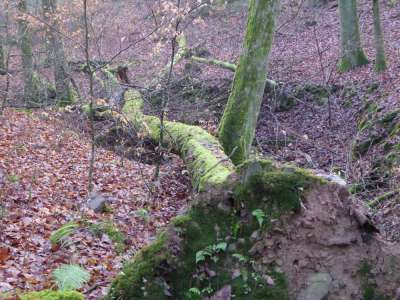 Urwaldoase im Steinbacher Wald 