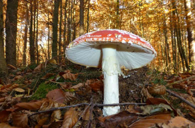 Fliegenpilz auf der Solhöhe (November 2015)