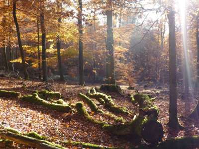 Herbststimmung im Spessart 