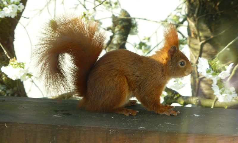 Eichhörnchen im blühenden Kirschbaum