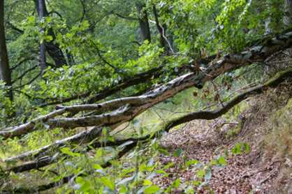 Waldweg