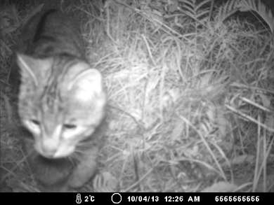 Eine im Spessart seltene Wildkatze in der Falle