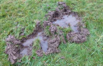 Deutliche Spuren von Wildschweinen in der Wiese