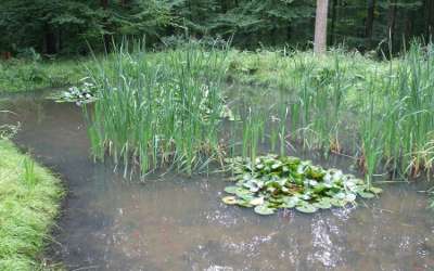 Ein 'Krebsteich' im Lohrer Stadtwald