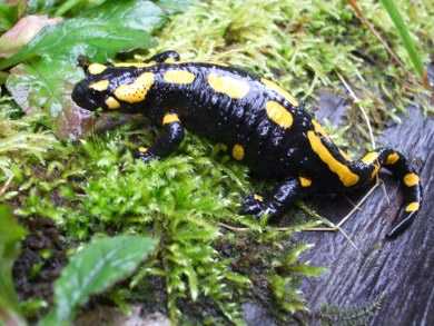 Feuersalamander