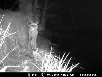 Ein Waschbär macht Männchen