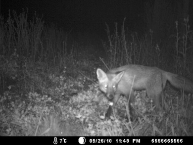 Neugieriger Fuchs 1