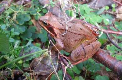 Springfrosch am Beilstein-Südhang (September 2014)